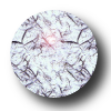 tutpeg marble.png